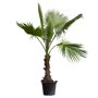 Mexicaanse waaierpalm 140 - 160 cm